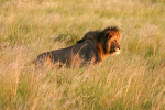 King of the Jungle