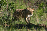 Lioness on the Prowl