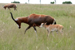 Mama and Child Blesbuck