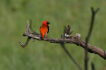 Northern Red Bishop