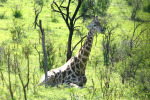 Reclining Giraffe