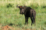 Wildebeest