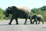 Mama Elephant and Baby