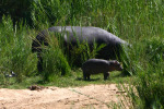 Mama Hippo and Baby 3