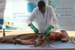 Hammerhead All Cut Up