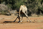 Giraffe Licking Salt