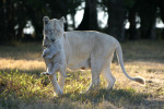 Mother Lion Carrying Baby