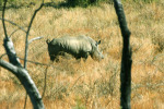 Rhino Framed By Trees
