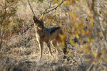 Blackbacked Jackal