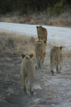 Four Lions