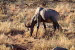 Tsessebe