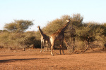 Two Giraffes in Madikwe