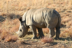 Baby Rhino in Pilanesburg