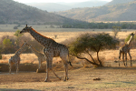 Four Giraffe of 10