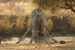 Rear View of Drinking Giraffe