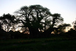 Baobab Silhouette