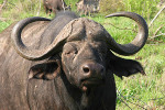 Buffalo Close Up