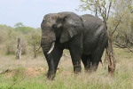 Elephant Scratches
