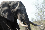 Elephant Very Close
