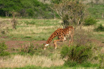Giraffe Bending to Drink 2
