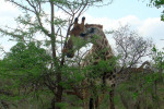 Giraffe Eating Thorn Tree