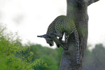 Leopard on a Limb 2