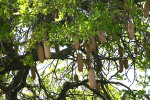 Sausage Tree