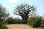 Second Kruger Baobab