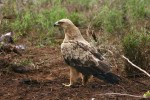 Tawny Eagle