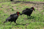 Two Ground Hornbills