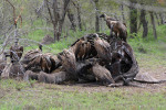 White Backed Vultures Eating Elephant
