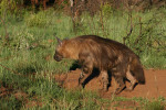 Brown Hyena Leaves