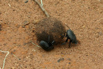 Dung Beetle 2