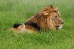 Lion in Grass