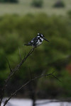 Pied Kingfisher
