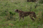 Pilanesburg Cheetah 4