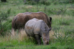Rhino Teen and Mother