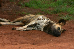 Sleeping Wild Dog