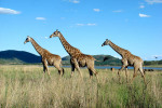 Three Giraffes By Lake