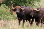 Two Buffalo