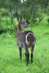 Good Shot of Waterbuck