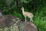 Klipspringer Another