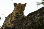 Leopard in Tree 2