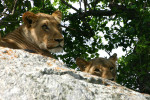 Lion Heads