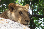 Lion By Elder Thomas