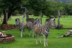 Resident Zebras
