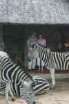 Us with Zebras 2