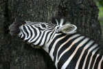 Zebra Scatching