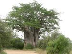 Baobab 2 Stinger