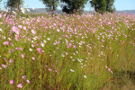 Cosmos Near Duduza